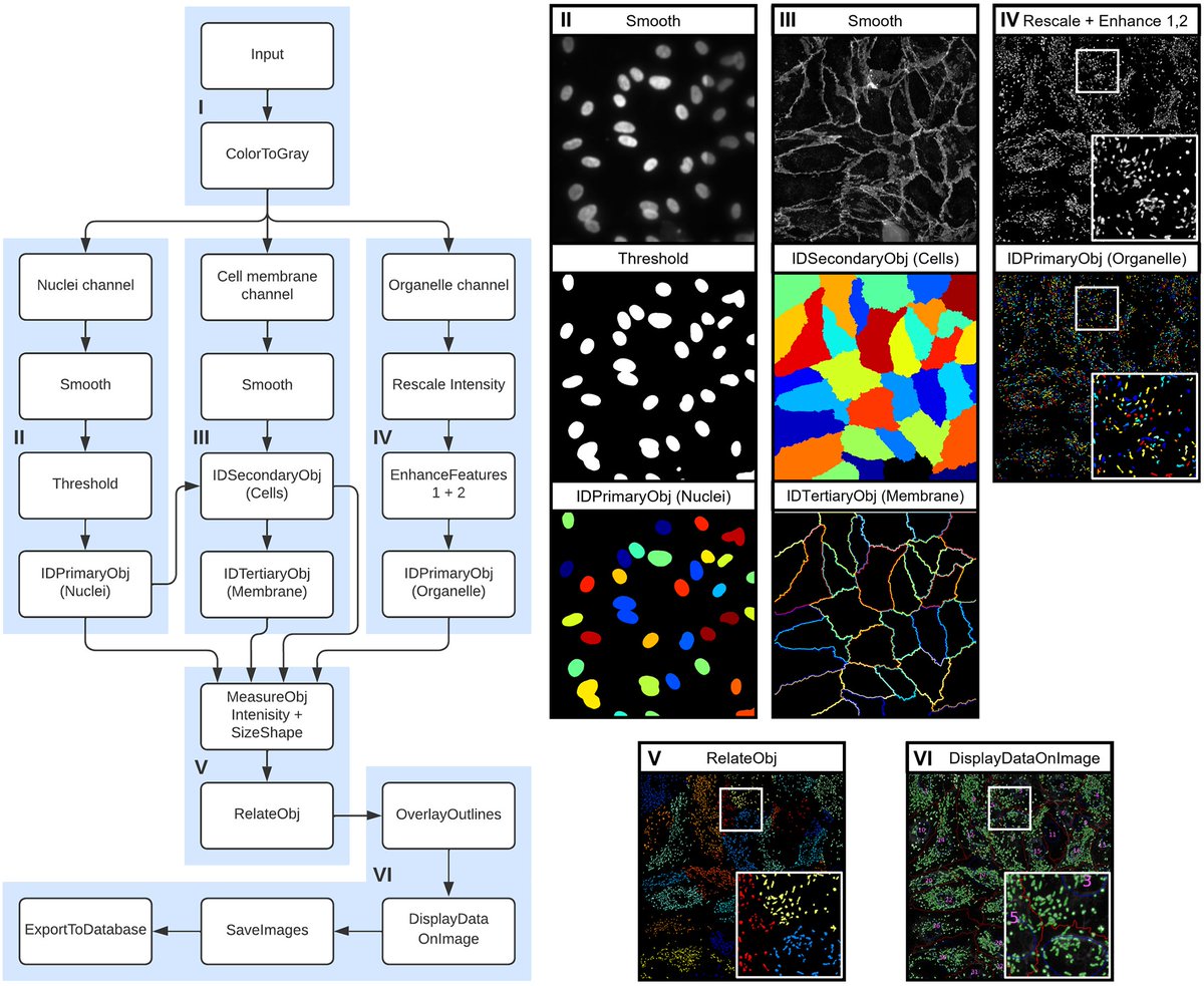 Quantifying large numbers of cells and organelles can be a pain staking and time consuming process. A solution to this problem is automated quantification. 

Our newly published paper in <a href="/PLOSONE/">PLOS One</a> offers this solution:  journals.plos.org/plosone/articl…