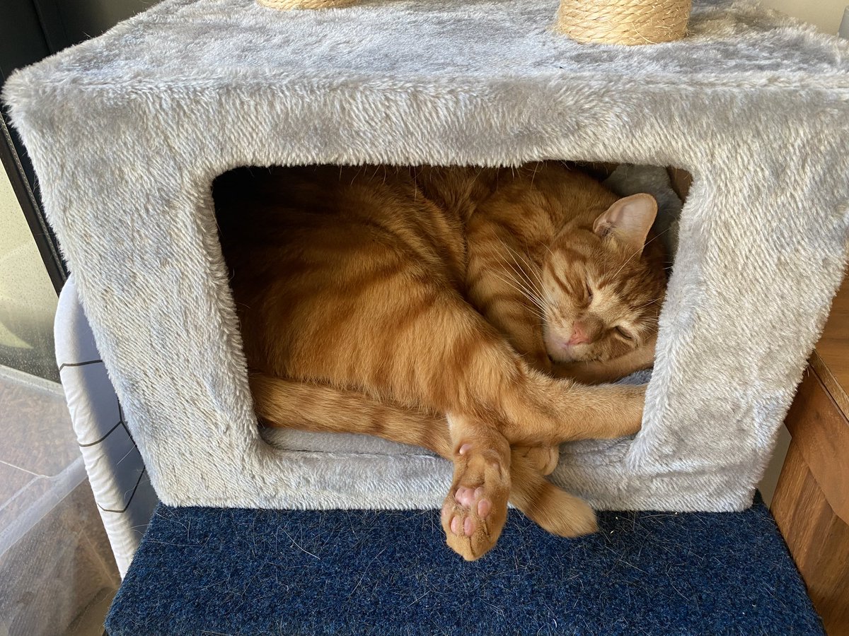 めろん🍈 tweet media