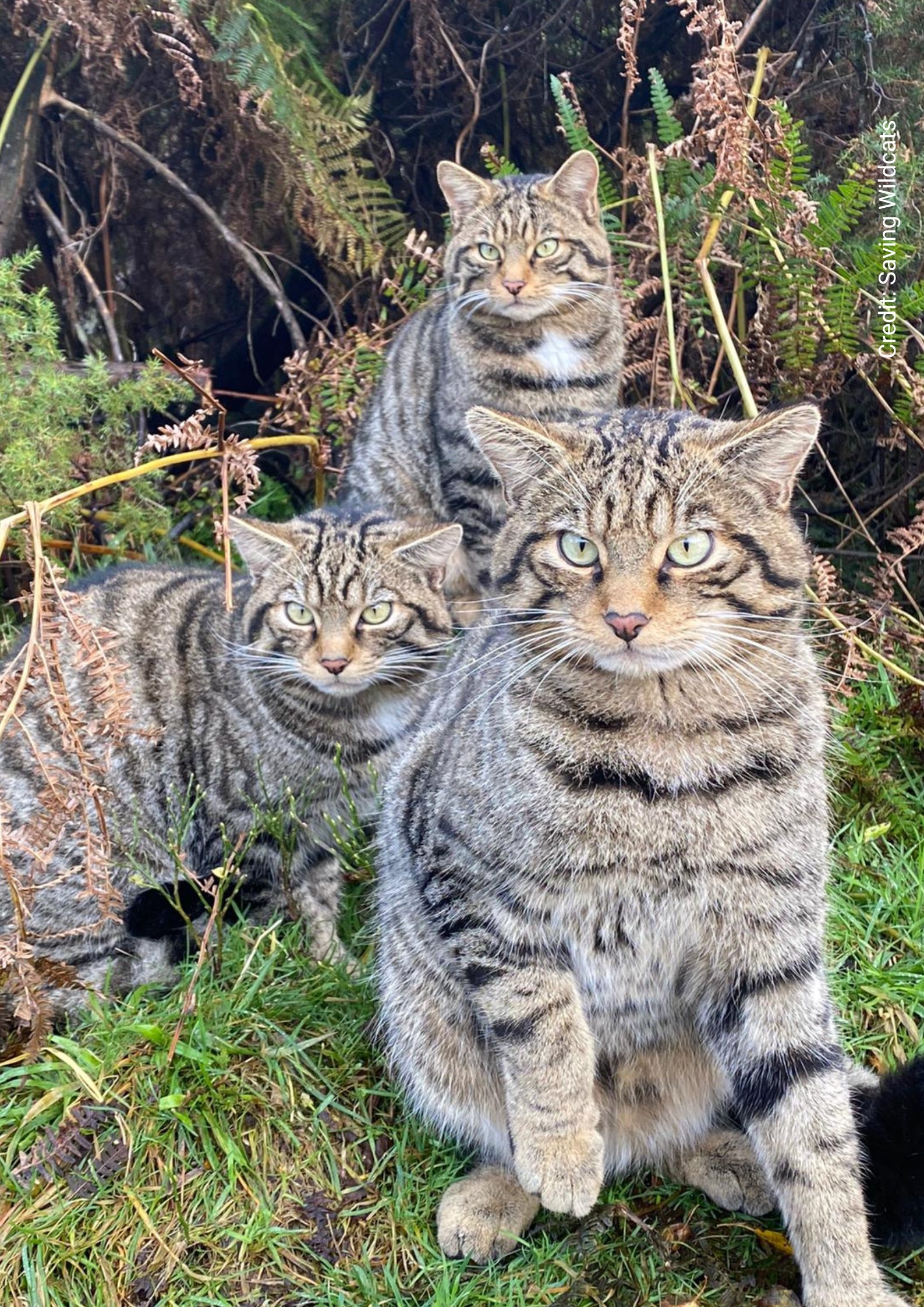 scottish-government-nordic-office-on-twitter-scottish-wildcats-have