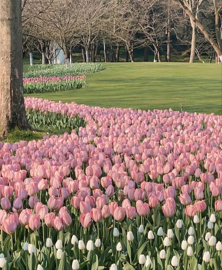 the ethereal beauty of pink tulips.