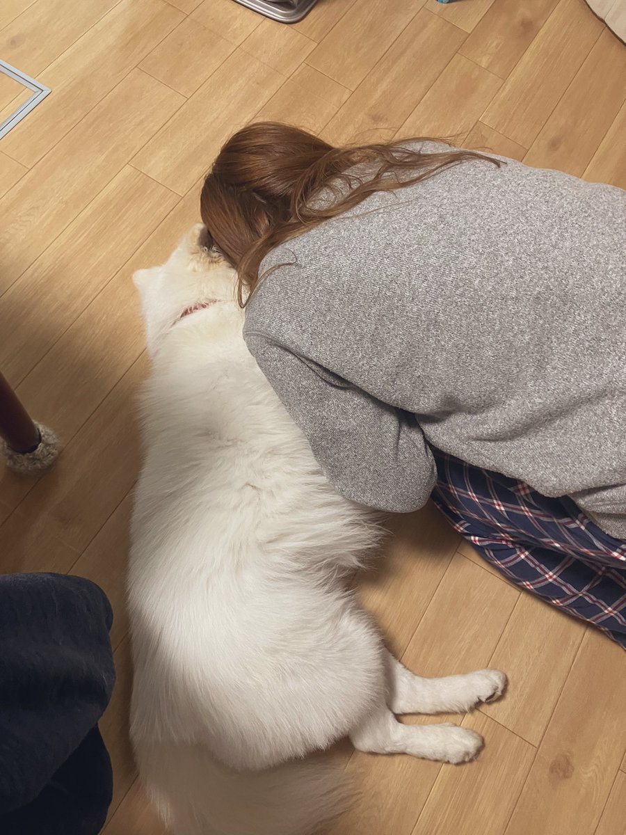 kumitter1's tweet photo. いぬってなんでこんなかわいんだろって思わされる日々〜 https://t.co/yblcP0IT2s