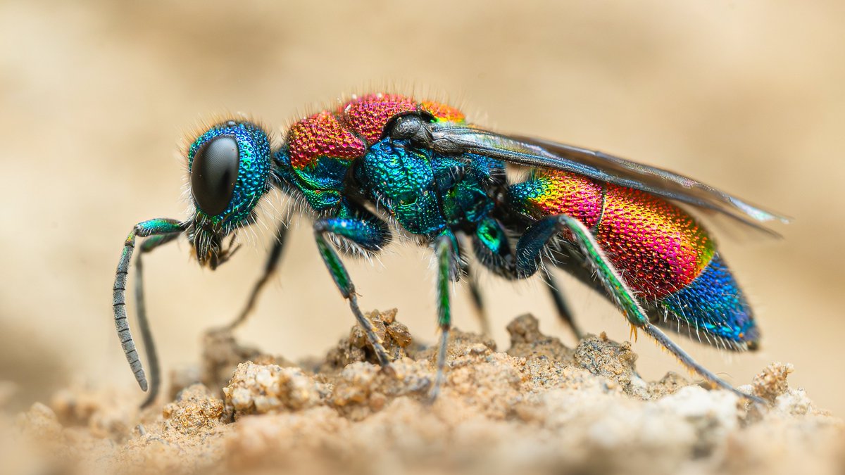 Think I lost about a stone chasing Ruby-tailed wasps in the sun this lunchtime. Was it worth it? I'll let you decide...