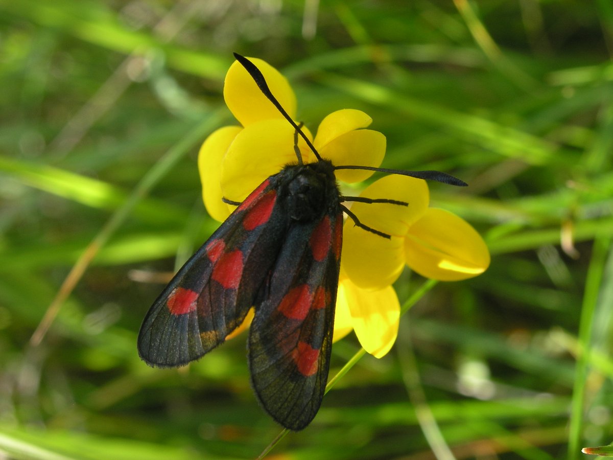 Did you know that the wildflower Birds-foot Trefoil is a source of cyanide? Burnet moth caterpillars will use this harmful chemical to make themselves unpalatable to predators such as birds. 📷: Kelly Thomas #MothsMatter #Springwatch @BBCSpringwatch