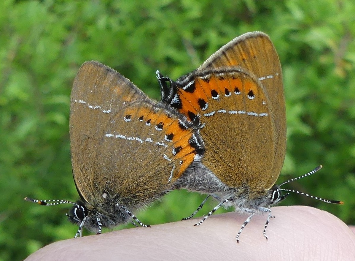 Black hairstreak #Buckinghamshire #NaturePhotography #Butterflies @BBOWT @savebutterflies