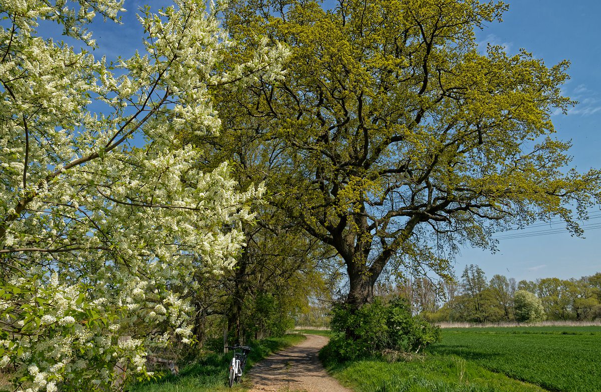 2023 wurde durch den #TGVeb in der #Weltkleinstadt #Eilenburg der #Baumriesenpfad der #Philosophie eröffnet. tgv-eilenburg.de/amtsblatt-von-…