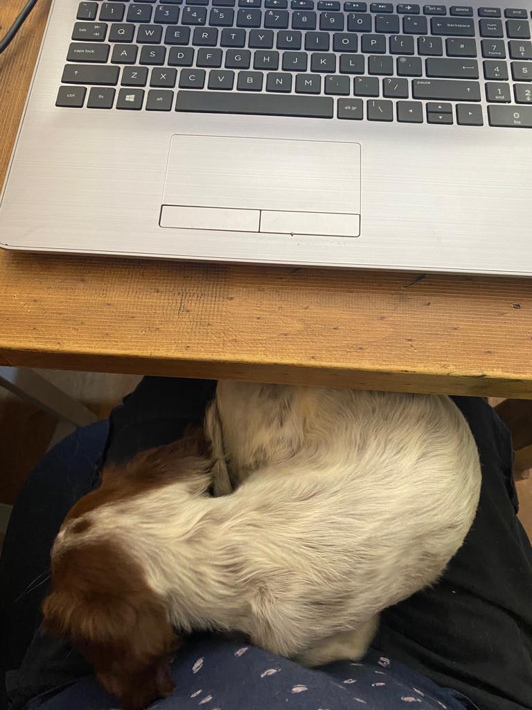 Its safe to say that Ripley likes it when its a WFH day! Won't be too long before Ripley can take up her role as Junior Office Dog!

#Workingfromhome #Ripley #workingcockerspaniel #workingcockerspanielsoftwitter #puppy #dogsoftwitter #dogstagram #officedog