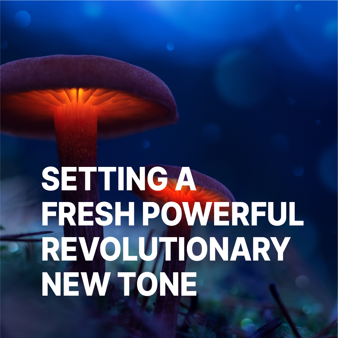 the3rdbevco's tweet photo. A new wave in health and wellness is upon us.... #Psilli #biohacking #mushrooms #medicinalmushrooms #nootropics #functionalmushrooms #health #wellness https://t.co/52Z6Zr2KeQ