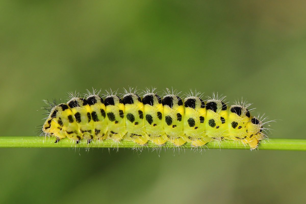 The caterpillars have bright yellow-green and black markings, and the adults are black with red spots - both clear warning signs that they would make a dangerous snack! 🐛⚠️ 📷: Samantha Batty, Ann Collier #MothsMatter #Springwatch