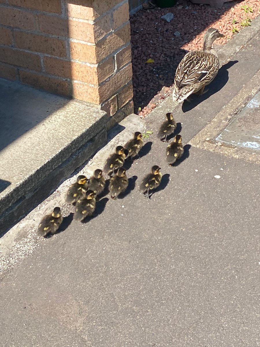 😊We have extra visitors during our viewing at Holmehill Court today 🦆🦆🦆#duckfamily #propertyviewing#localagent #Dunblane