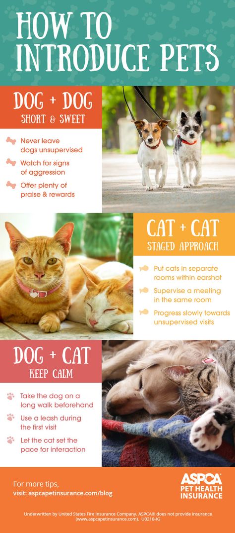 Introducing a #newpet to a home with existing pets? Consider some of these #tips.

For vet-approved info on acquainting pets: bit.ly/30CB88C
.
.
.
#dogtraining #cattraining #pettraining #dogbehavior #catbehavior #petbehavior #introducingpets #newdog #newcat #catanddog