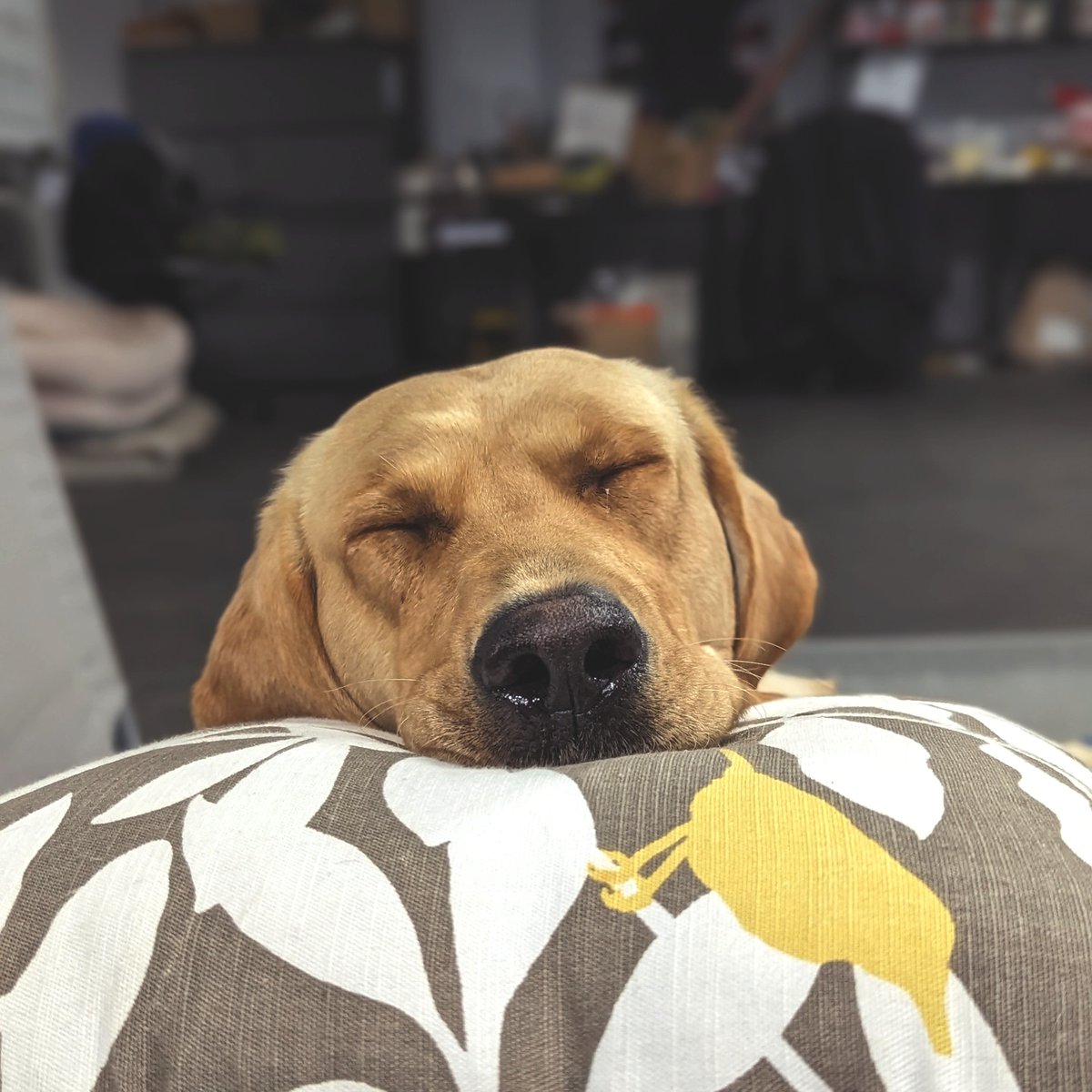 HappyHowiesInc's tweet photo. Happy Howie's happy dog of the week!⠀
***
Paulie taking a power nap on this rainy day!
#dogsofinstagram #servicedog #servicedogsofinstagram #servicedogs #doglovers #veterans #supportveterans ( #📷 @veterans_moving_forward )
⠀
#tbt #throwbackthursday #happyhowies https://t.co/JpKInVVMnS