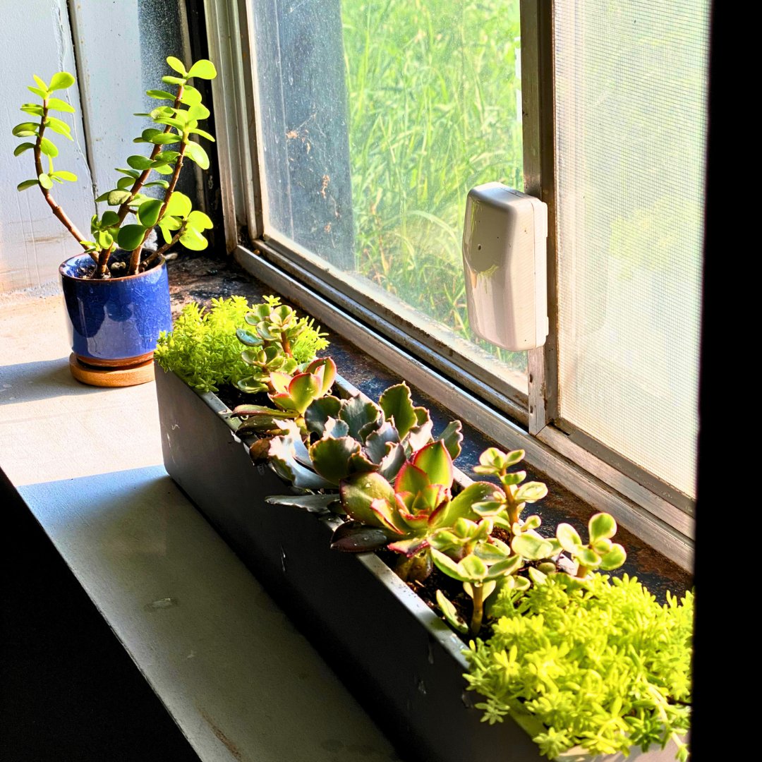 harden_garden's tweet image. Dive into the fascinating world of succulents, where beauty meets resilience! 🌵✨ 
These hardy plants captivate with their unique shapes, vibrant colors, and ability to thrive in even the toughest conditions. 

#thehardengarden #SucculentObsession #SucculentLove #HardyBeauties