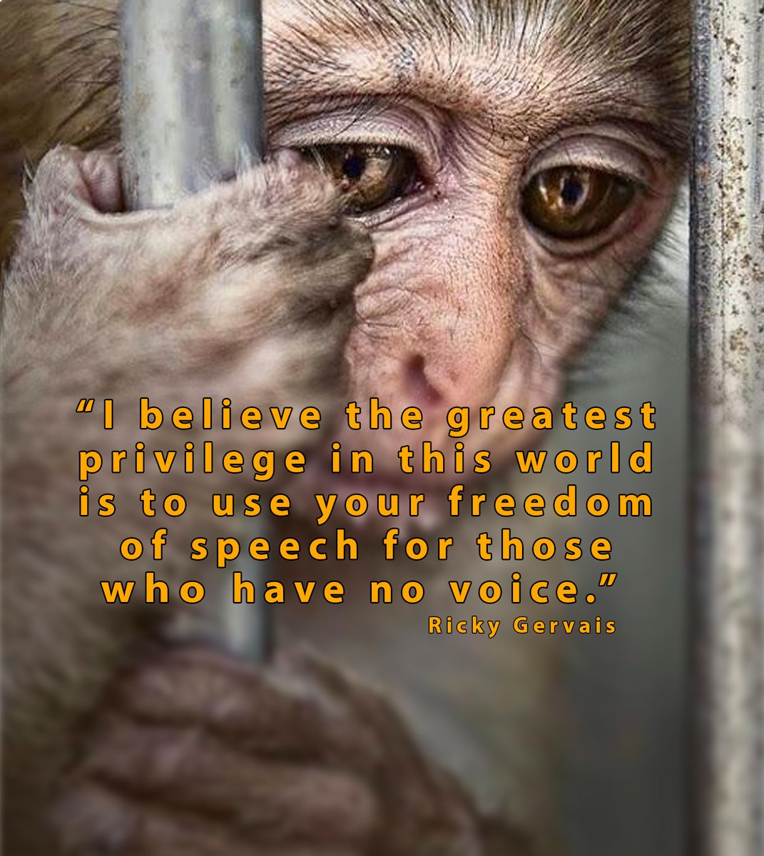 It often feels like we're 'screaming at cruel clouds' but animal advocates are making veganism and #AnimalRights mainstream!👏

Keep screaming for #justice & #compassion🙊⚖️💖

All @AnimalsCount🐒💞

Go #Vegan🐾💞

@RickyGervais @PeterEgan6 @Protect_Wldlife @Veganella_ @JohnOberg
