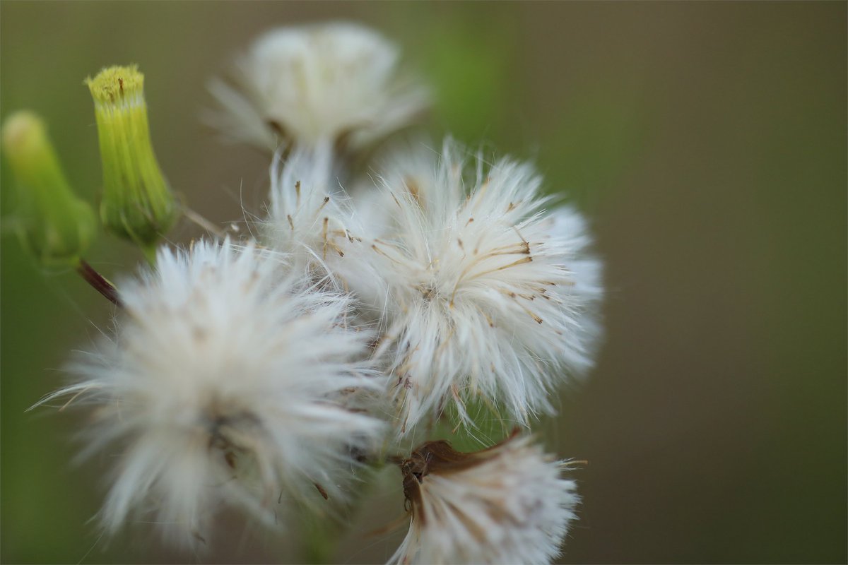 UF IFAS Center for Aquatic and Invasive Plants tweet media