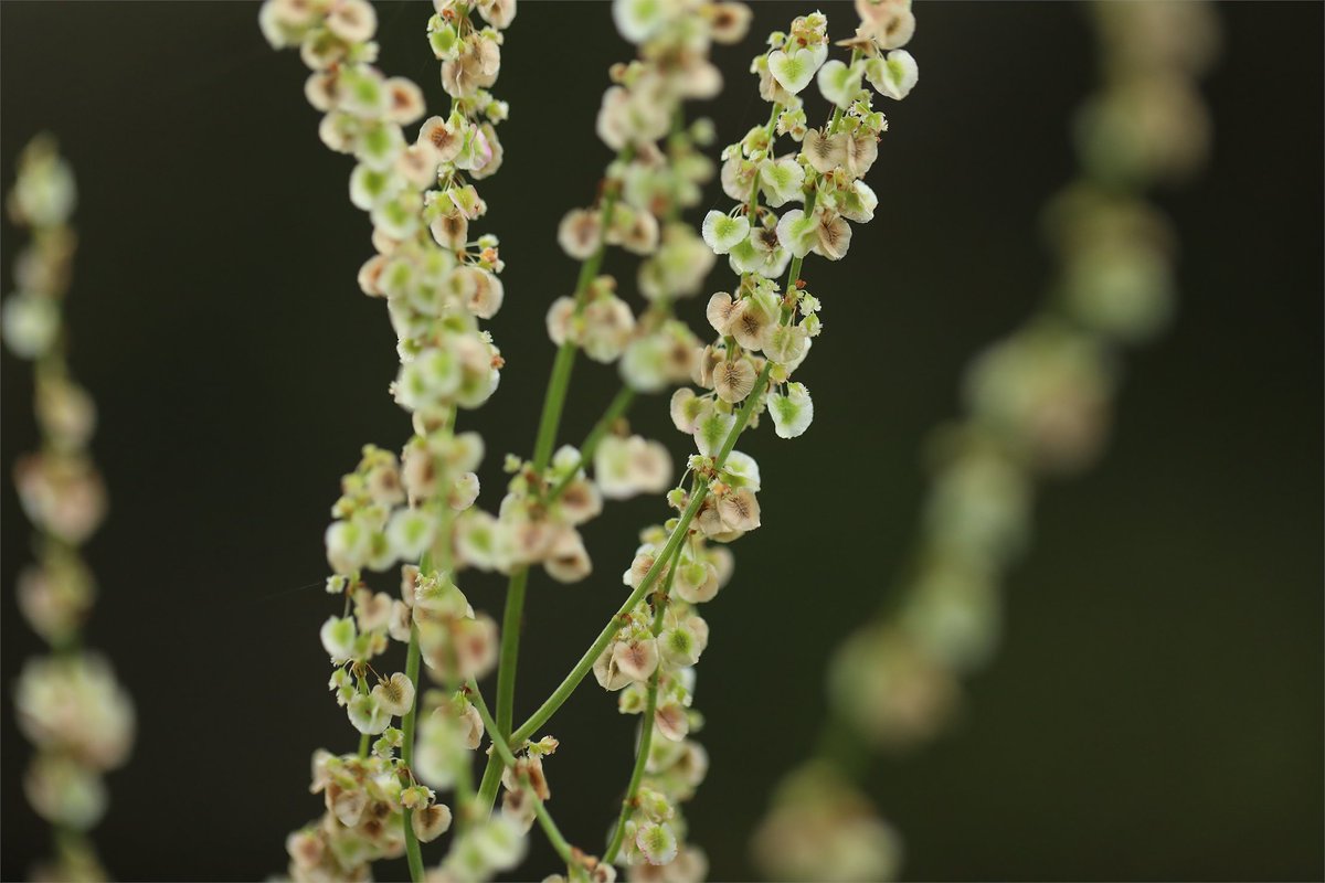 UF IFAS Center for Aquatic and Invasive Plants tweet media