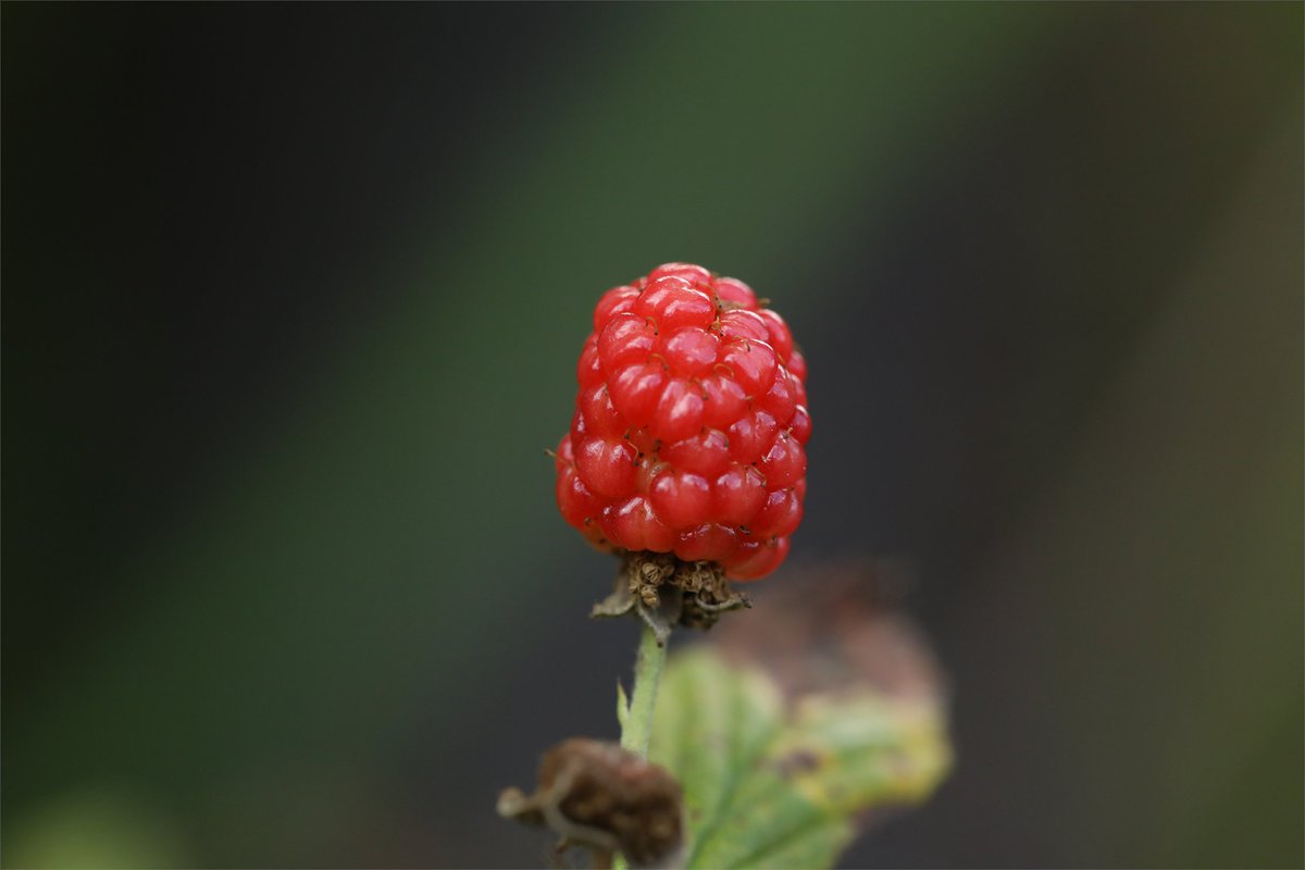 It's #NaturePhotographyDay, and guess what we have plenty of...

Comment if you know any of the plants pictured 😊

Check out our plant directory for more! plants.ifas.ufl.edu/plant-director…