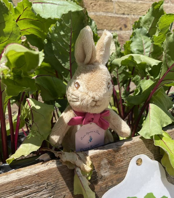 acombexplore's tweet photo. Have you seen our new shop stock? Peter Rabbit and pals, and Eeyore and Pooh have been enjoying the sun in our garden! Flopsy Rabbit, in particular, seems to enjoy our vegetable patch🐰🐻☀️... #ExploreTogether #CommunityGarden #ExploreShop https://t.co/DsqJ2X783B