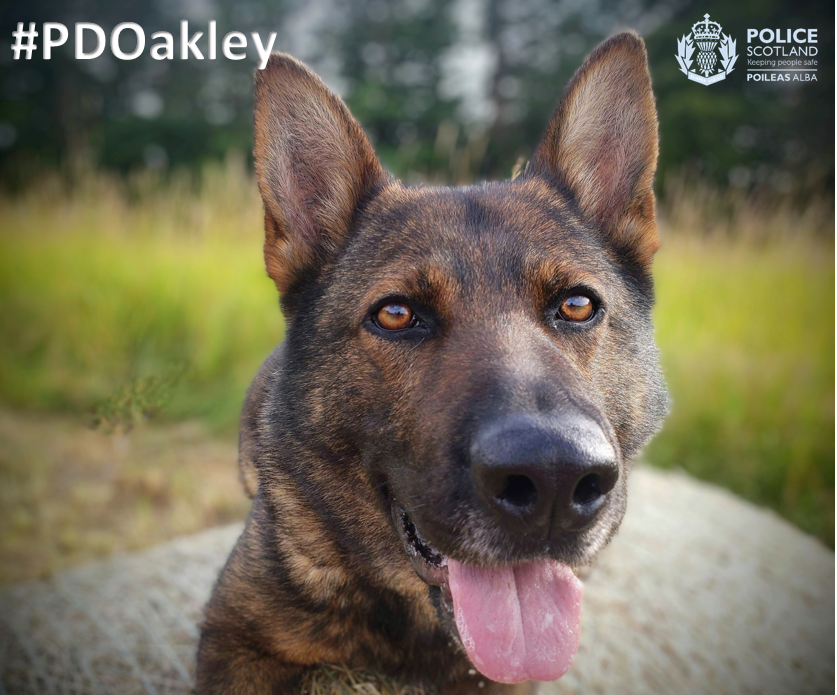 PSOSDogs's tweet photo. #PDOakley & #S307 supported @PSOSWestLothian officers last night when a vulnerable 23-year-old man went missing near Longridge. The pair searched dense woodland and found the man before rendering first aid. Another great result by the team.
#MentalHealth
#TheNoseKnows https://t.co/dK7HpyEDYJ