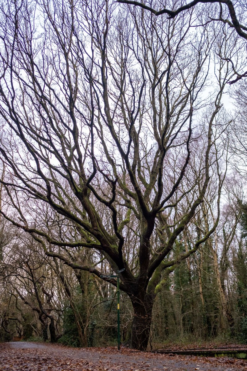 HeartofGlass tweet media