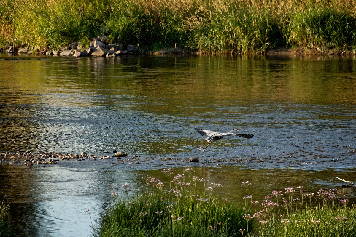 Die vereinigte #Mulde prägt und prägte das Stadtbild in #Eilenburg nachhaltig. 5 FFH-Gebiete gibt es hier. Leben in der #Weltkleinstadt ist Leben ganz nah an und mit der Natur. <a href="/DigitaltagDE/">Digitaltag</a>  tgv-eilenburg.de/eilenburg/welt…