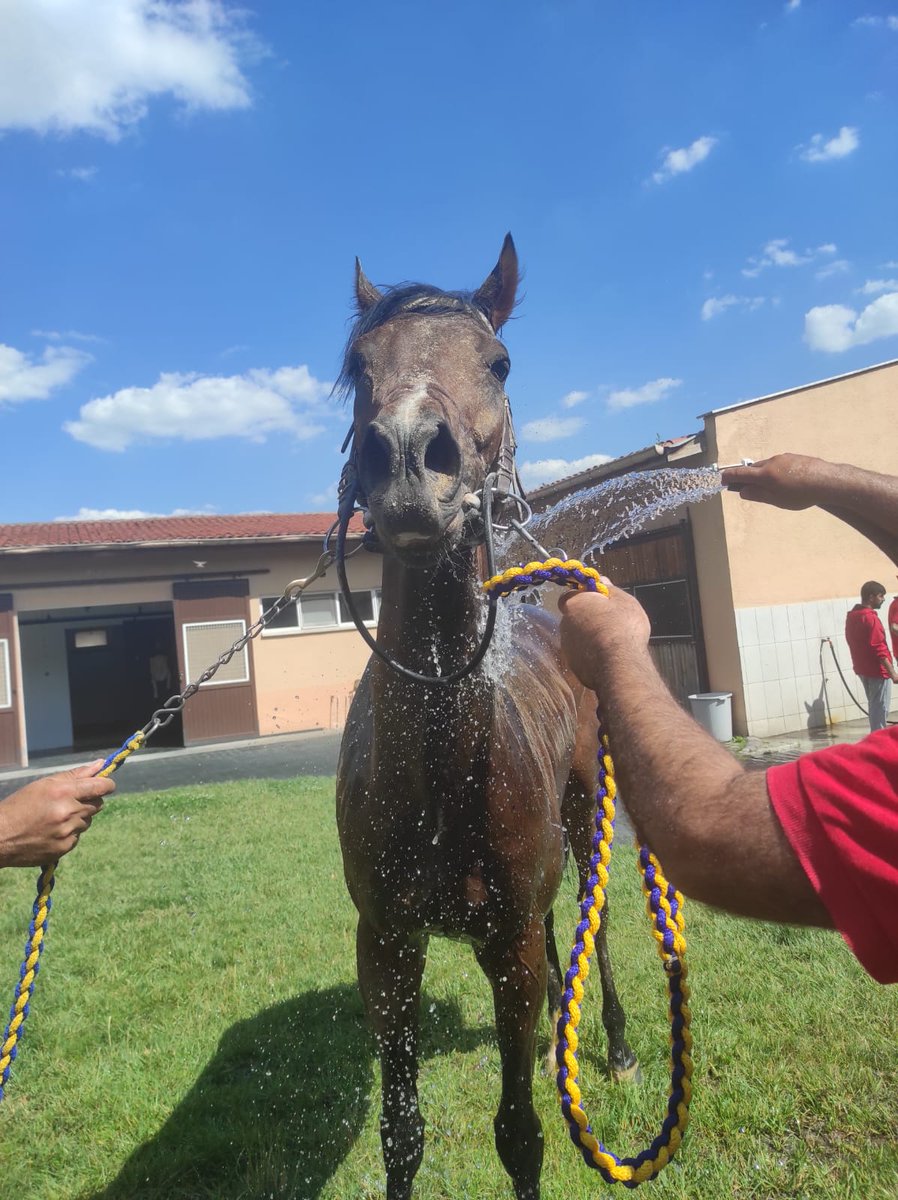 Atımız IGUAZU FALLS (5y de Wın Rıver Wın-Mystıcal falls,Srı Pekan) 15 Haziran 2023 Perşembe günü Ankara'da düzenlenen 2100 metre kum pistte Handikap22/H1 4 ve yukarı ingilizlere ait koşuyu, Gökhan Kocakaya  ile kazanma başarısı göstermiştir.
<a href="/avsar62/">Recep AVŞAR</a> 
<a href="/ocak_adil/">Adil Ocak</a> 
<a href="/Burcinarslan13/">Burçin Arslan</a>