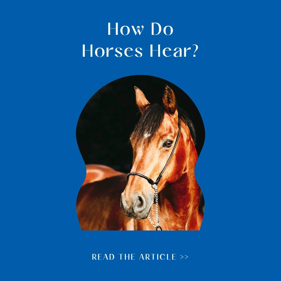 EquineAudio's tweet photo. When speaking about horses, we most often hear about the vision of the horse.  How they see, their degree or radius of vision.  Rarely do we hear about how the horse hears. Learn more at the link below: https://t.co/Z8UKgncrJJ. https://t.co/4Y5EJyhvyu