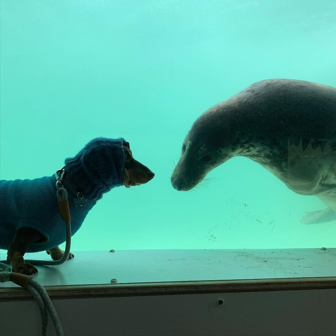 salsichinhas's tweet image. Cachorro da terra encontra o cachorro do mar