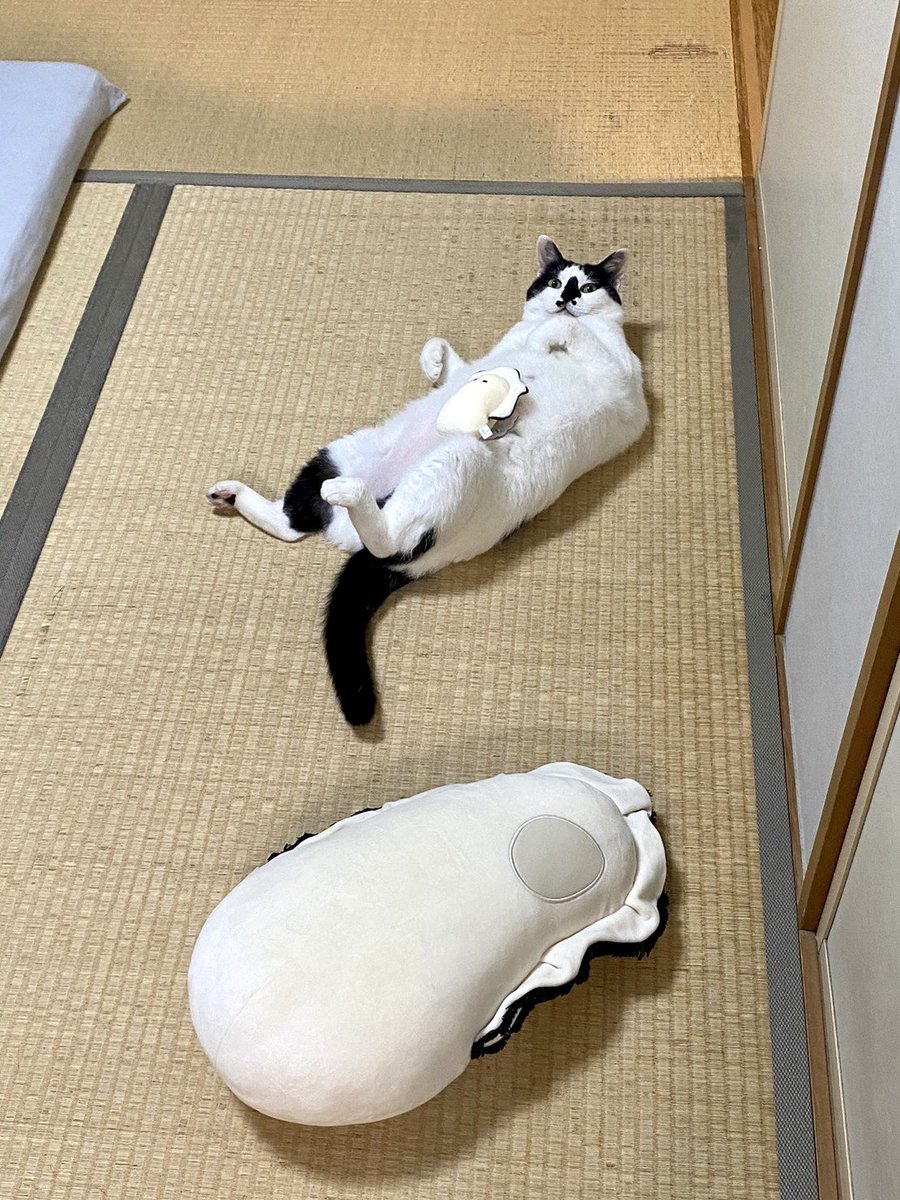 korogarumaru's tweet photo. Yes https://t.co/UBVd1lI7MK