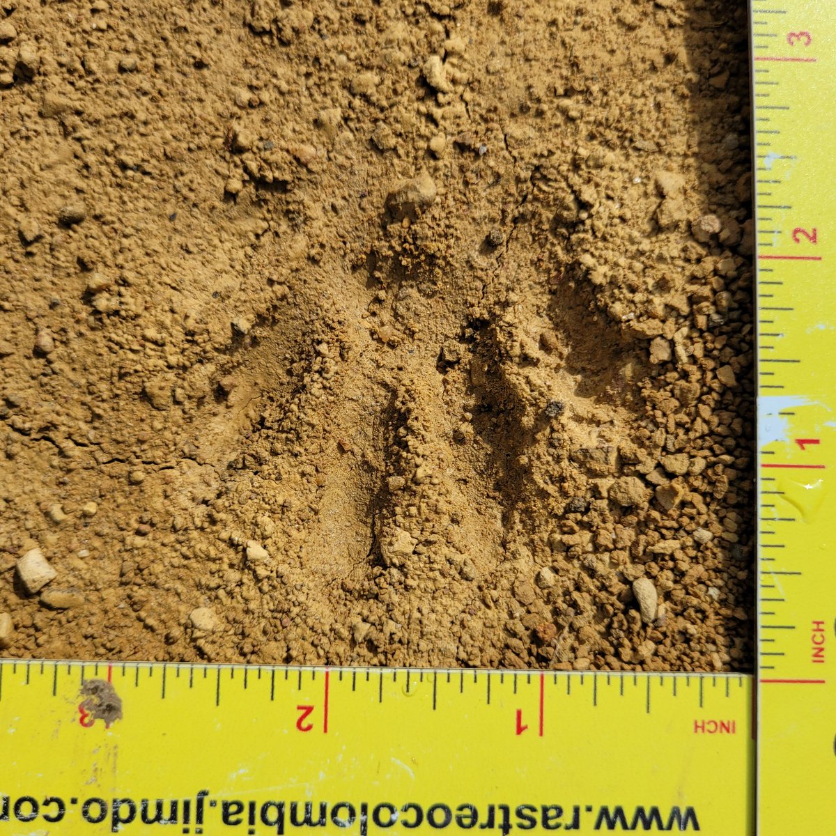 felvarbirding's tweet photo. Alguien dejo una pista, una evidencia de que estuvo aquí.

¿Sabes quien pudo ser? https://t.co/flrFHvLotx