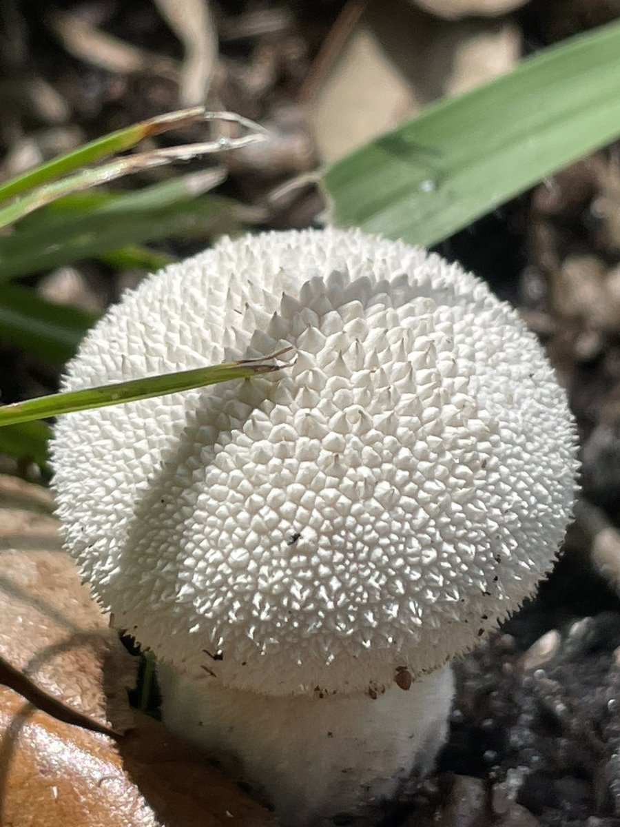 Puffball mushroom. This one is #edible #mushlove