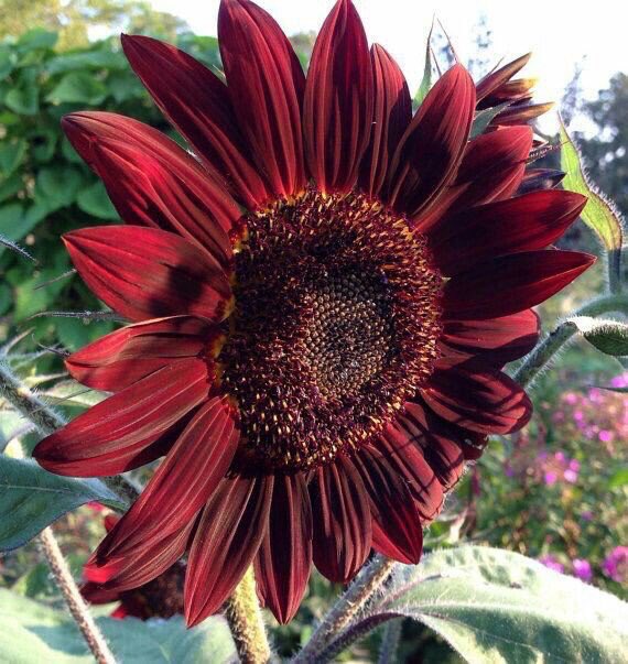 Red velvet sunflowers so adorable🥰