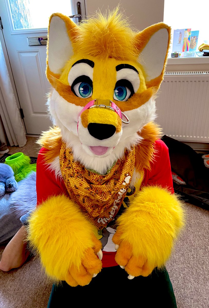 What an adorable folf! 💛

I’m sure this good boy doesn’t need his muzzle harness 🤔

🦊🐺: <a href="/HoneyFolf/">HoneyFolf</a> 
📸: Felix the wolf
💪: <a href="/InfinityFloof/">Infinity</a>

#fursuit #fursuiter #furry