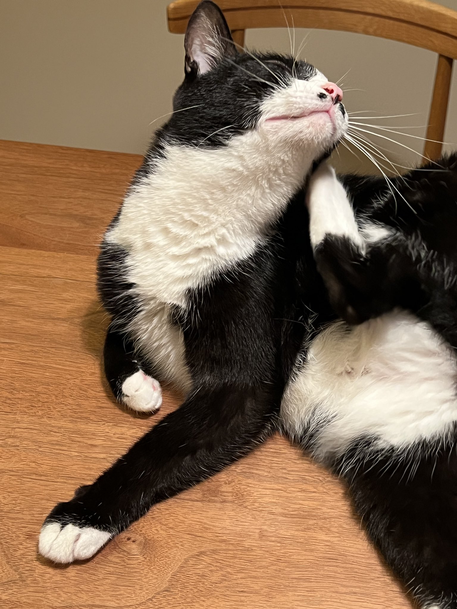 グッドふとんマーク取得 ぐで猫 こぼれちゃった プリン No.460 - 通販