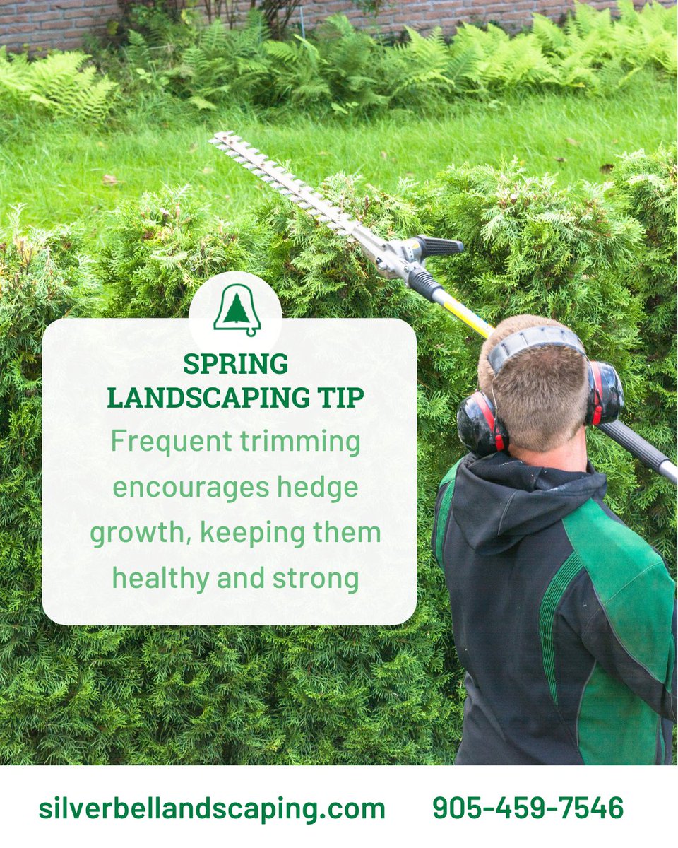 Silverbel_GTA's tweet image. Transform your outdoor space into a work of art with #SilverBellLandscaping in Brampton, ON! 🌳

🏡 Our expert team specializes in #HedgePruning &amp;amp; landscaping services throughout the GTA. Contact us today! 💚 

#LandscapingServices #GTA #BramptonON