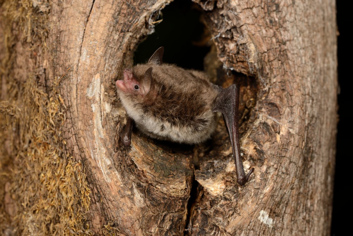 🔊 Do you want to know more about interspecific cohabitation of #maternity roosts of #noctules and #Daubenton's 🦇?

Read the work by @TheReremouse et al. 🔎➡️ secemu.org/wp-content/upl…
@SECEMU_