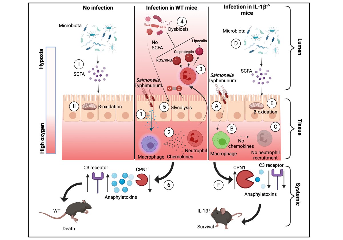 Our conclusion is that IL-1b is a key axis that Salmonella uses to trick the host into helping establish colonization. Also, colonization levels in the gut do not  correlate with mortality in mice. Most importantly, this taught us to not measure an outcome we don’t understand./19
