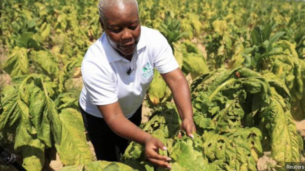 Zimbabwe has produced a record amount of tobacco this year, according to the agriculture ministry.

Find out how many tonnes have been sold so far this seasons by Africa’s largest producer of tobacco 👉🏿 bbc.in/3oZDOvE