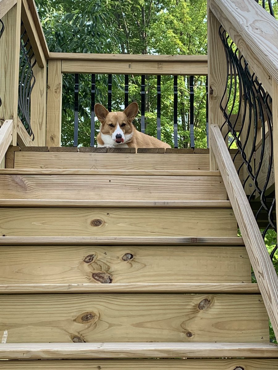 Looking down on the peasant who serves me. #Corgi #CorgiCrew #CorgiLover