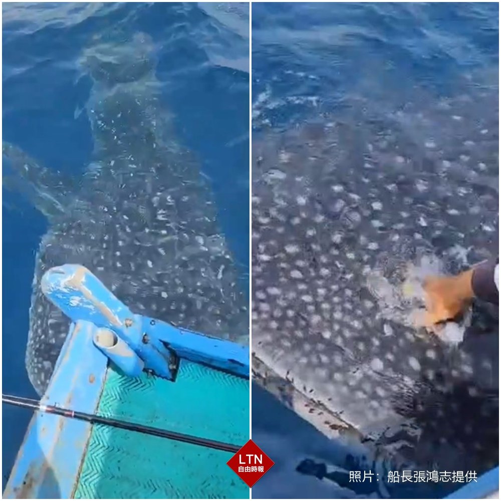 台東漁筏出海，突然出現一隻龐然大物主動靠近船隻，彷彿是在討摸！漁民直呼實在太可愛！（圖／船長張鴻志提供） 【超萌！鯨鯊繞船討摸摸 釣客融化暖心紛紛收線】