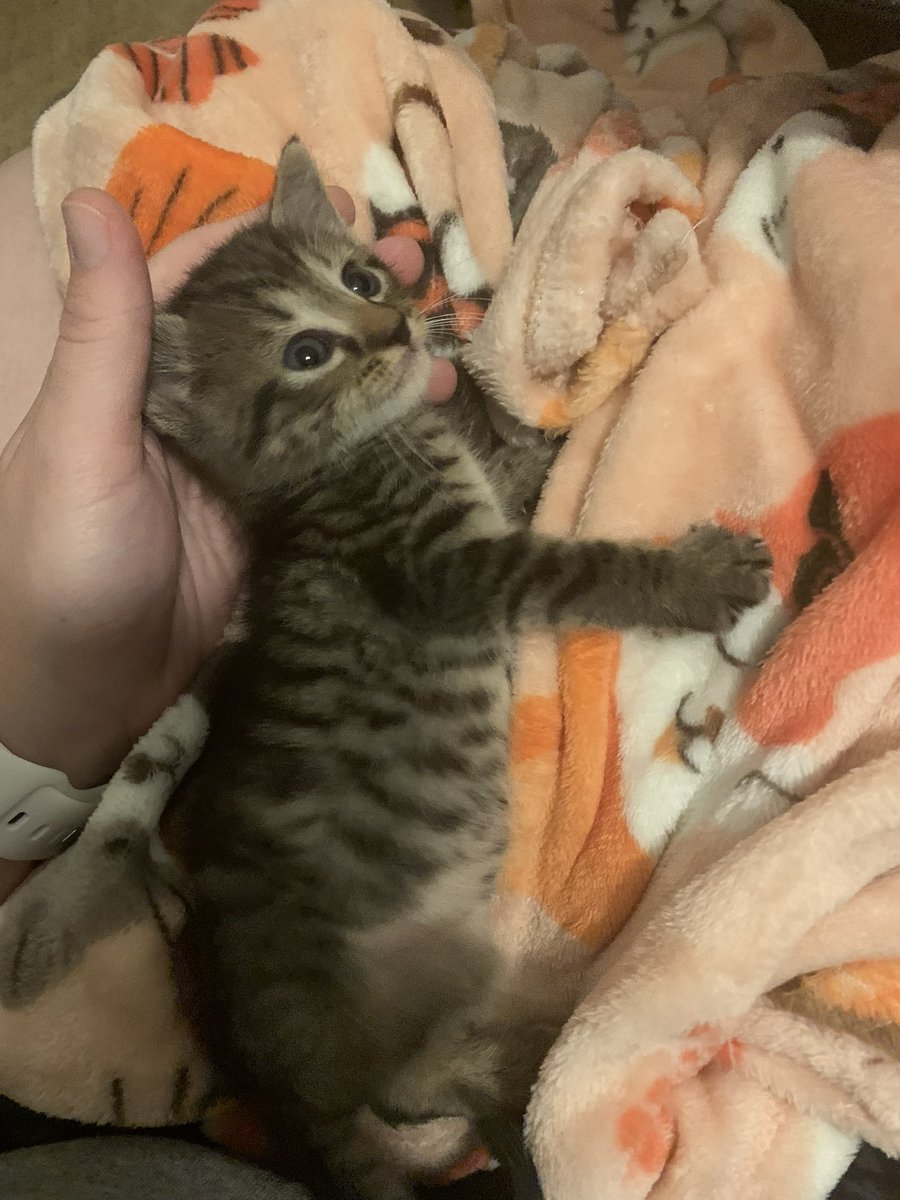 Mitch West tweet media