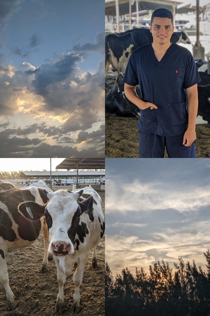 جيشي ٦ الصبح