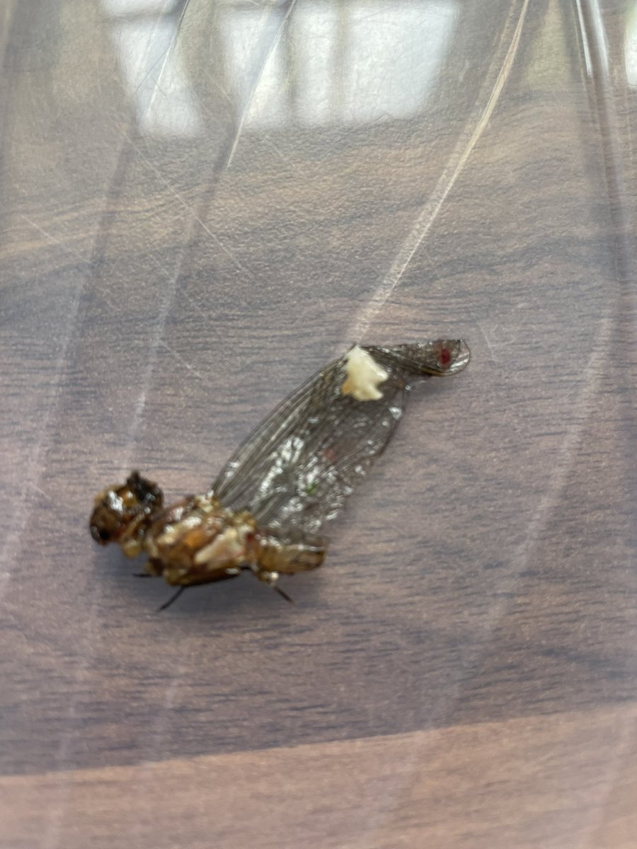 jennyatapplied's tweet photo. @Morrisons email and FB message unanswered so public message on here it is. Would like a response about this critter nearly eaten from a bag of your salad!! £1 coin for scale. https://t.co/oTIizTXd59