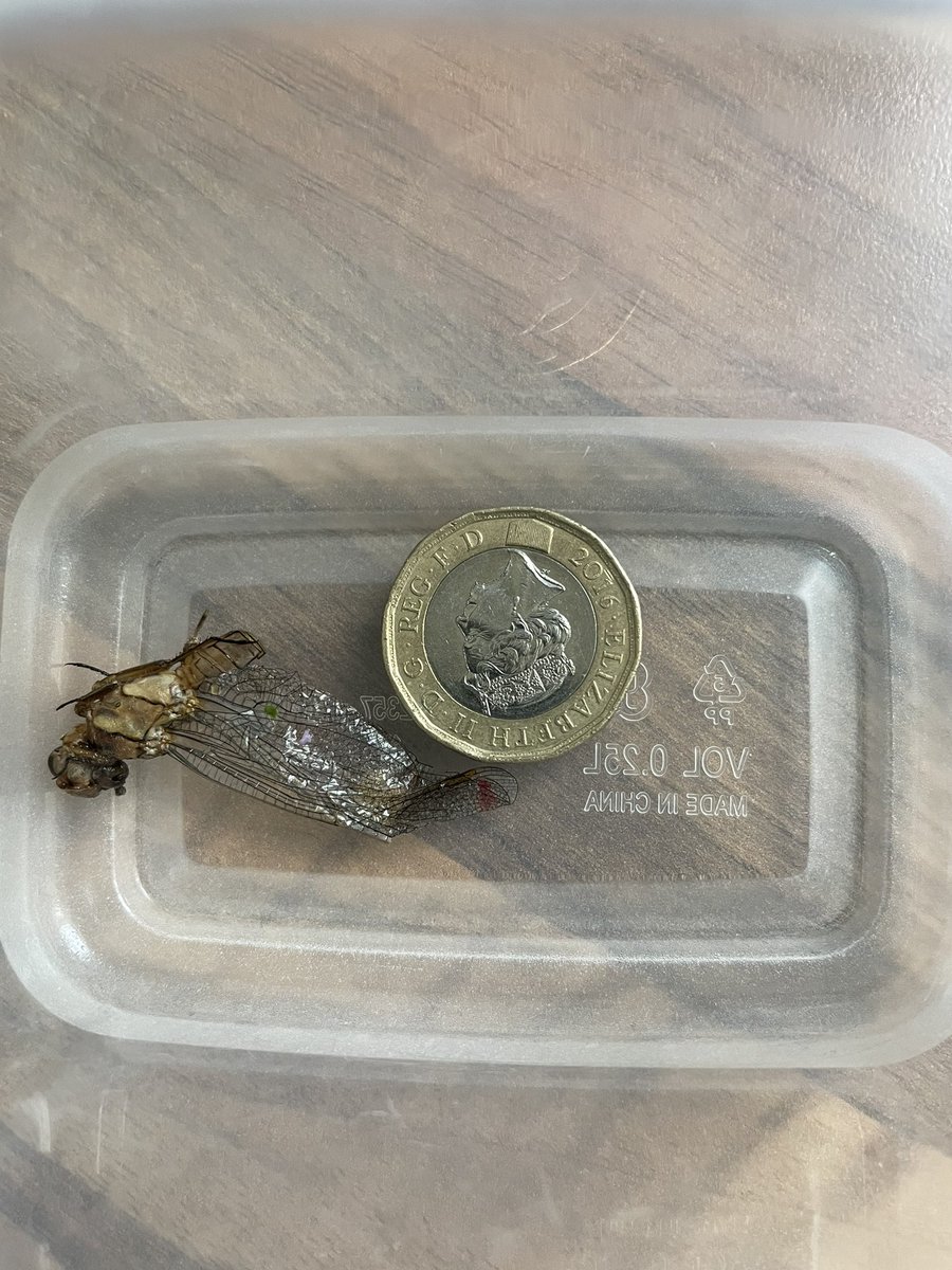 jennyatapplied's tweet photo. @Morrisons email and FB message unanswered so public message on here it is. Would like a response about this critter nearly eaten from a bag of your salad!! £1 coin for scale. https://t.co/oTIizTXd59