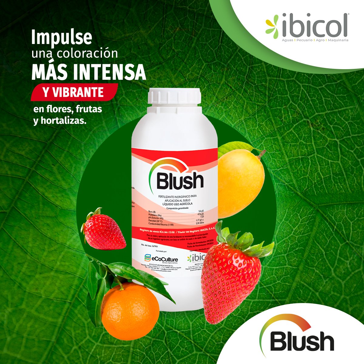 insumosibicol's tweet photo. ¡Blush: el secreto para frutos deslumbrantes! 🌈🌿 Nuestro fertilizante mejora el color de sus frutos, dándoles una tonalidad intensa y vibrante. 🌟🍓🌽
#Ibicol #Flores #CalFlux #NHDeltaCa #Blush #Tikkun #ecoculture #Tenzel #Agricultura #ProbioBalance #CalidadDeVida #AirePuro https://t.co/VGw5Dxrr24