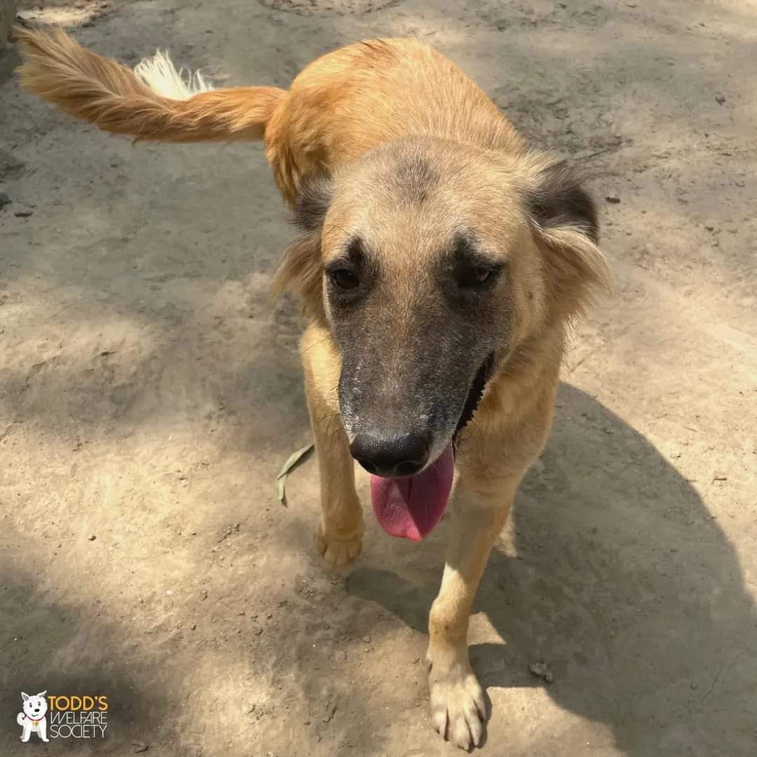 tws_pk2's tweet photo. We asked Shimar to pose for the camera 📸🙈

#shimar #dogsoftws #dogsofinstagram #tws #lahoreanimslrescue #rescuedog https://t.co/iSLll8SpAd