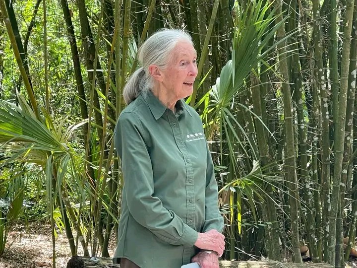 Dr. Jane Goodall  🌱🌱🌳
#Rootsandshoots