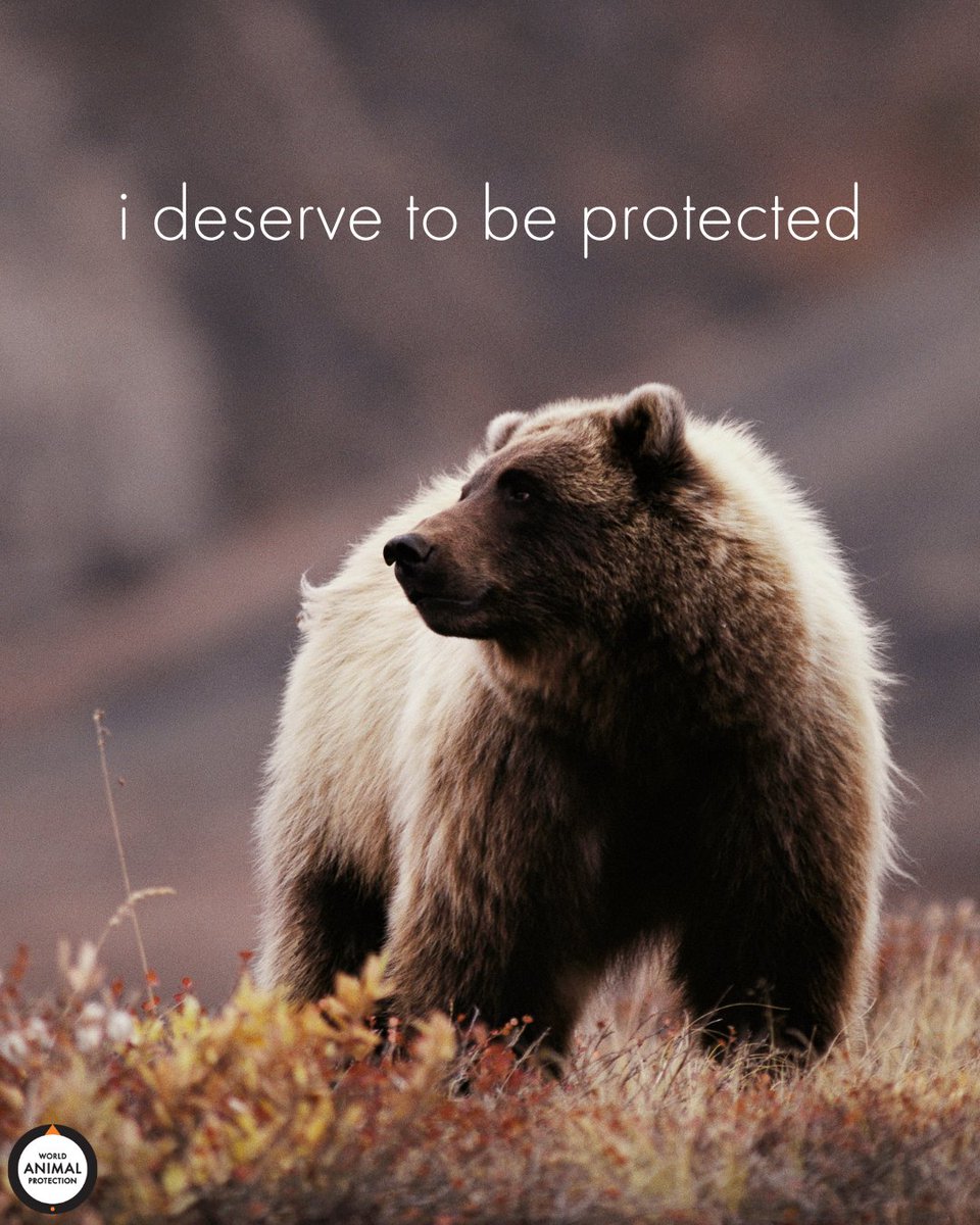 World Animal Protection US on Twitter "Donate to World Animal