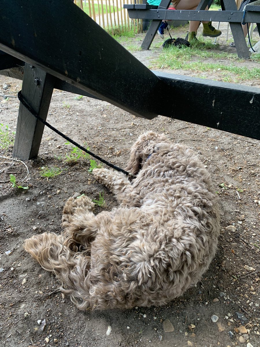 TrainEEAST's tweet image. Today a couple of TrainEEAST colleagues moved a meeting outside and brought along one of the team pooches Chewie! Recognising the importance of fresh air and time away from the screen to let creativity flow ☀️#mentalhealthawareness #screenbreak