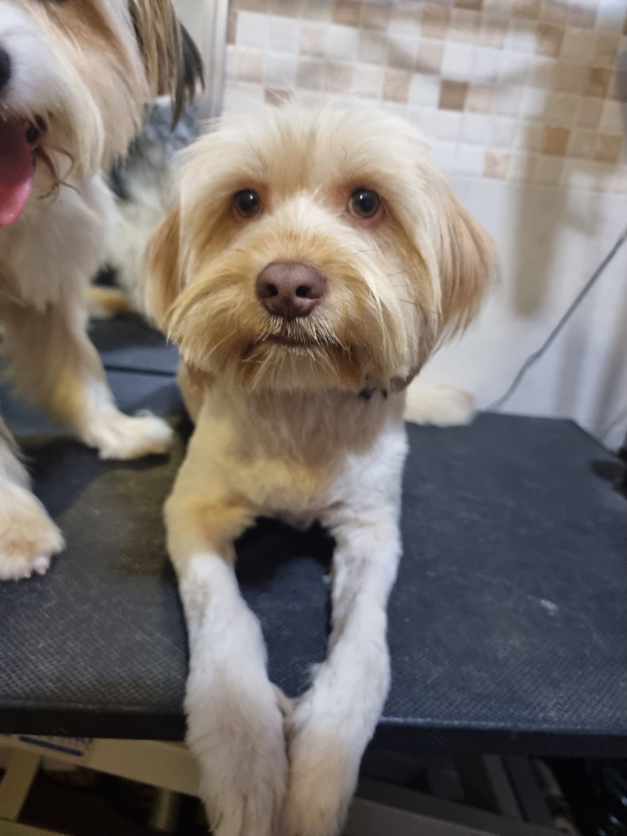 ᑭᏞᗩᑎᗴᎢᗩ Ꮓᗩᖇᑭᗩ tweet media