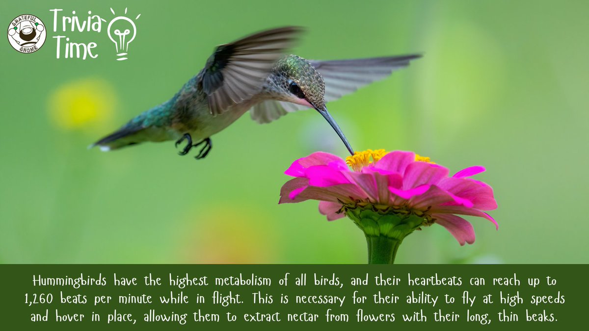 It's Trivia Time!💡
Learn more about hummingbirds with this fun trivia!😮
#ThursdayTrivia
#triviatime
#hummingbirdtrivia